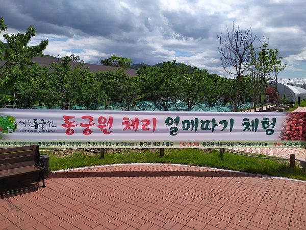 경주 동궁원이 5월 29일부터 체리열매 소진 시 까지 오전 10시부터 12시, 오후 2시부터 4시 30분까지 30분 간격으로 하루 9회 진행한다. 체험비용은 1인당 10,000원, 체험시간은 20여분이다.