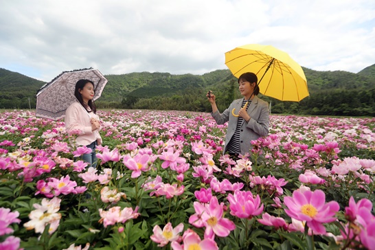 작약꽃2