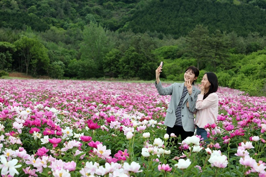 작약꽃3