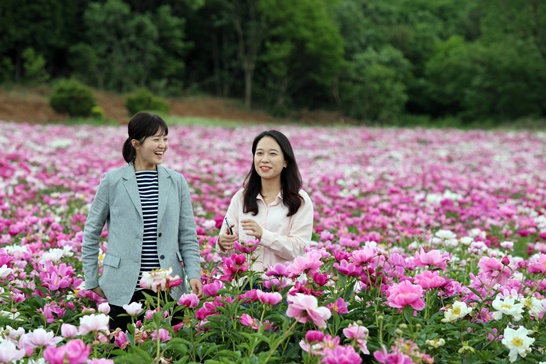 작약꽃4