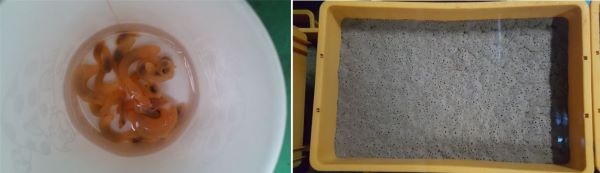 산란 후 6개월 된 어린개불, 어린개불 사육 연구