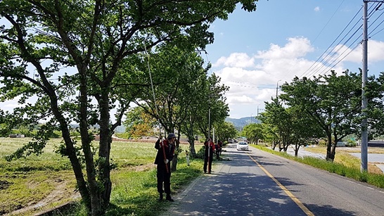 전남 장흥군 장평면에서 벚나무 가로수길을 정비하고 있는 모습