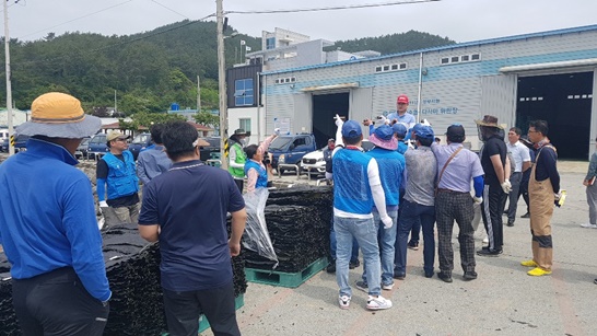완도군 금일읍 다시마 위판 현장