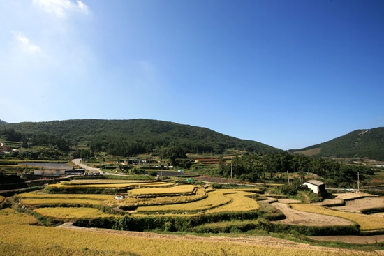 완도 청산도 다랭이논 가을 풍경