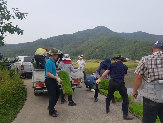 전남 보성군, 복내면 전직원 농번기 모내기 일손 돕기를 진행하고 있는 모습