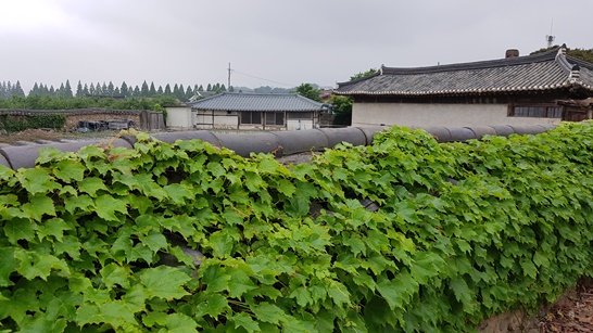 현재 지정 꾸준하게 정비중인 창평면 삼지내 마을 1