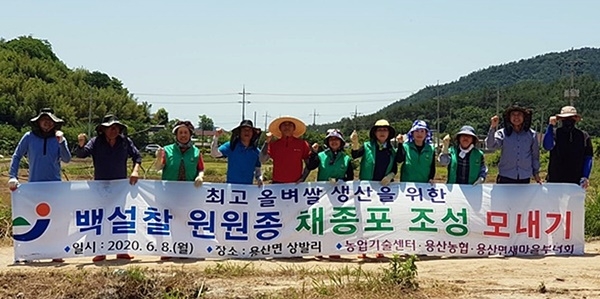 백설찰 모내기 현장