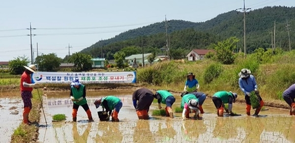 백설찰 모내기 현장