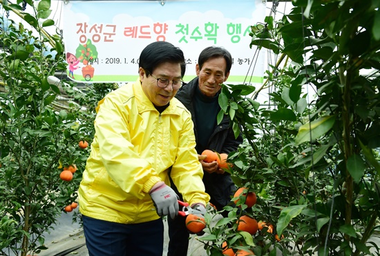 전남 장성군이 ‘국립 아열대 작물 실증센터’ 유치에 성공했다. 레드향 수확 중인 유두석 장성군수