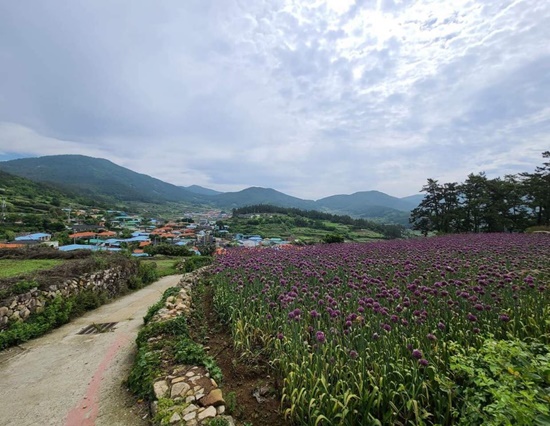 청산도 코끼리마늘 꽃
