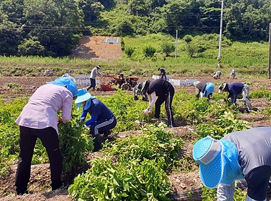 일손돕기를 진행하고 있는 모습