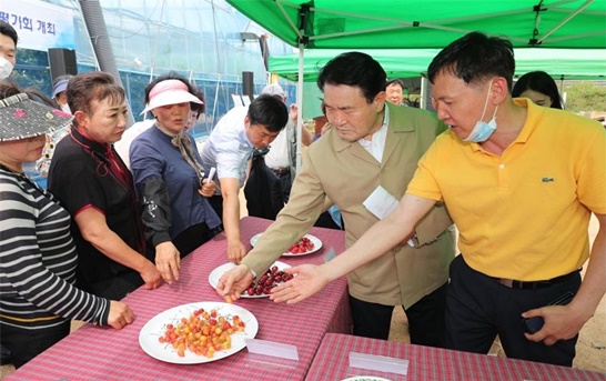 체리 재매기술 평가회를 진행하고 있는 모습