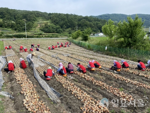 합천군 여성단체협의회는 17일, 쌍책면 진정리 한 농가에서 회원 100여 명이 참여한 가운데 양파 수확 일손돕기 봉사활동을 펼쳤다.