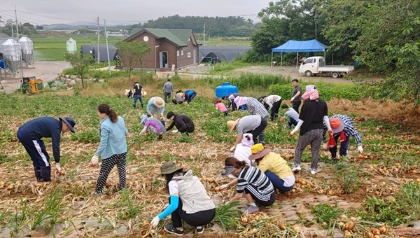 영암군 덕진면 일손돕기 현장
