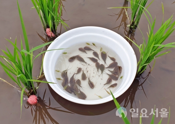 긴꼬리투구새우