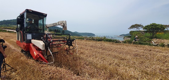 완도군은 지난 1일부터 청산도를 시작으로 색깔보리 약 400톤을 수확했다.