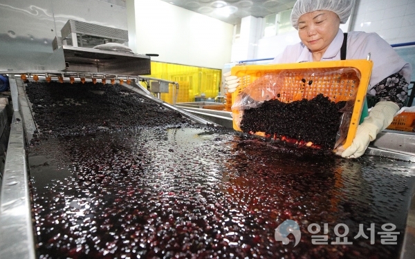 산청양잠농업협동조합 오디 원물 수매 세척 작업