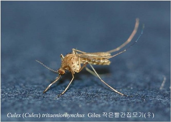 일본뇌염 매개모기 첫 발견(작은빨간집모기).