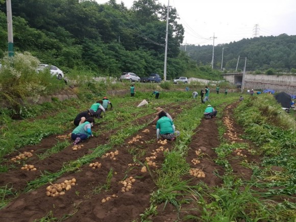 감자수확