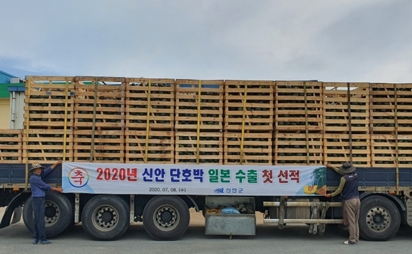 전남 신안군이 2020년산 단호박 300톤을 일본에 수출한다.