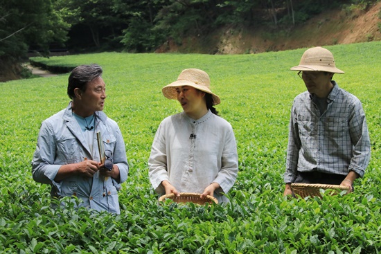 MBC 테마 기행 길에서 ‘보성편’이 오는 17일 방영된다(보성차밭 체험).
