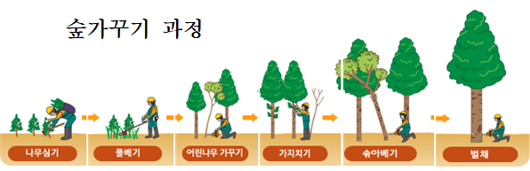 숲가꾸기 과정.