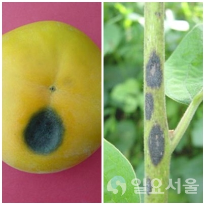 탄저병 과실과 탄저병 연약한 새가지에 발병