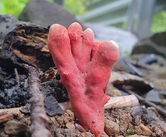 독버섯(붉은사슴뿔버섯)