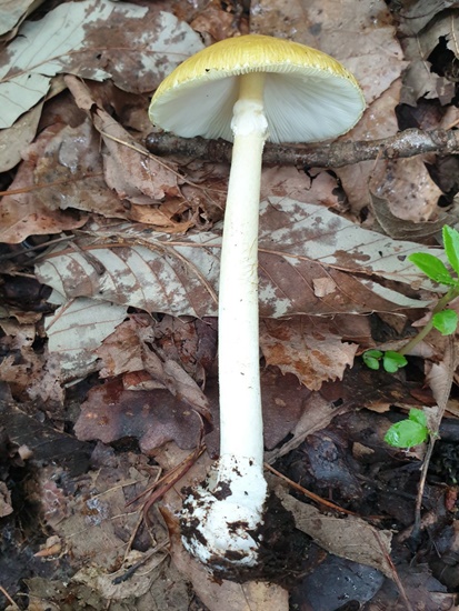 독버섯(독우산광대버섯)