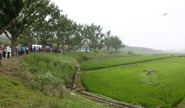 벼 병해충 항공방제 시연.