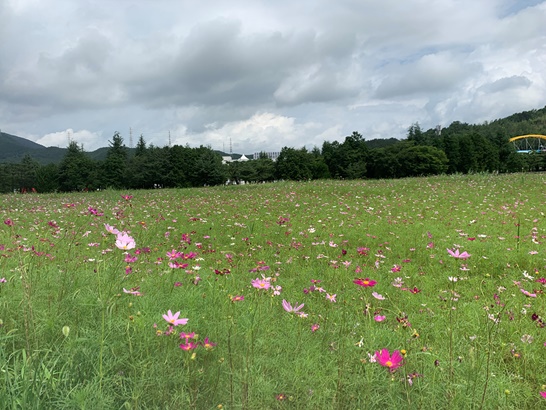 광양시 금호동으로 꽃구경 오세요, 코스모스 활짝!