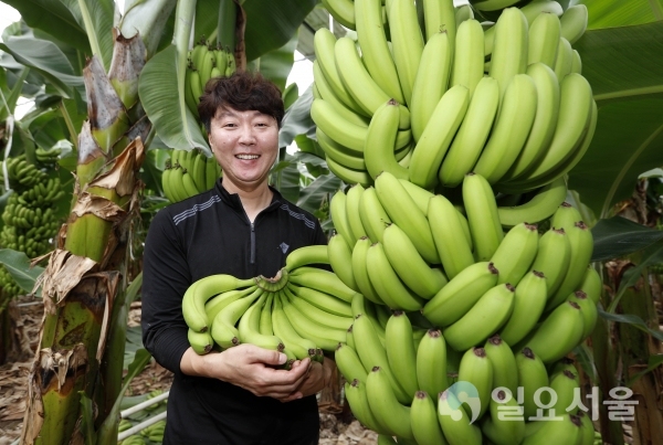 친환경 무농약 지리산 산청 바나나 수확 강승훈 대표 @ 산청군 제공