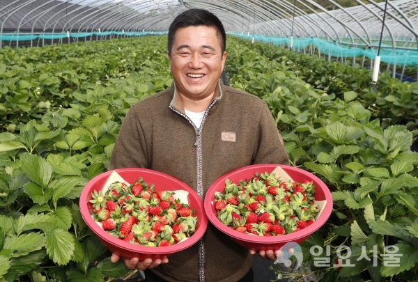 산청군 신등면 단계리 권영민 씨 농가 딸기수확 @ 산청군 제공