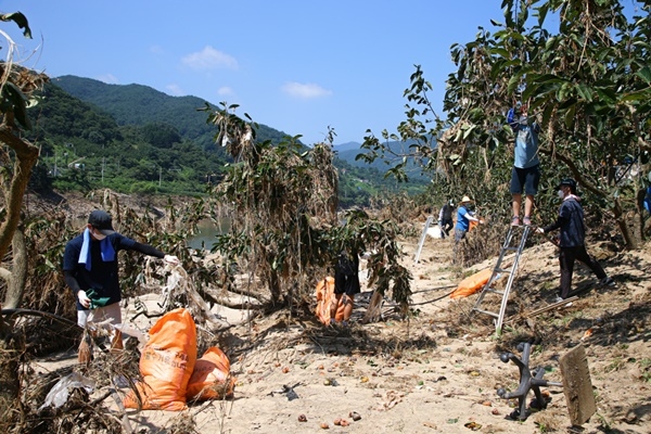 8월 18일 구례읍 유곡마을 섬진강변 감나무밭에 걸린 폐기물 수거 작업을 자원봉사자들이 하고 있다.