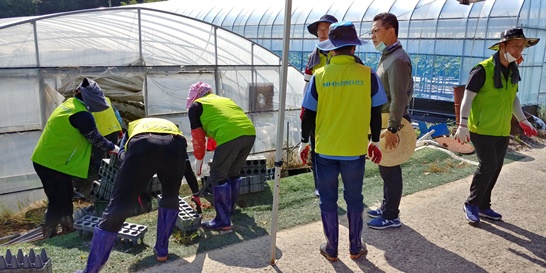 달성군 농협 및 농가주부모임 여성단체가 전남 담양군 봉산면 와우리 딸기하우스 피해현장을 방문해 복구 봉사활동을 실시했다.