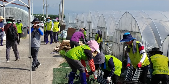 달성군 농협 및 농가주부모임 여성단체가 전남 담양군 봉산면 와우리 딸기하우스 피해현장을 방문해 복구 봉사활동을 실시했다.
