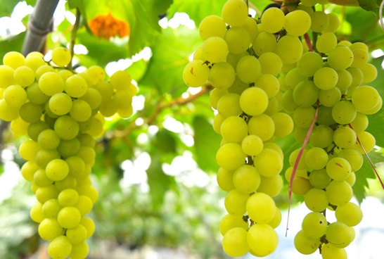 장성군의 대표 여름 과일인 포도가 본격 출하 중이다. 사진은 샤인머스캣