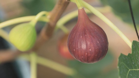 전남 영암군은 지역특화과수인 무화과가 8월 중순부터 본격적으로 수확되고 있다고 밝혔다.