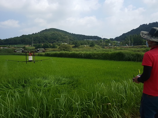 함평군이 함평농협과 침수벼에 긴급방제를 실시한다.