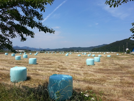 보성군 조사료 경영체 협의회가 구례군에 조사료 220톤 기부했다.