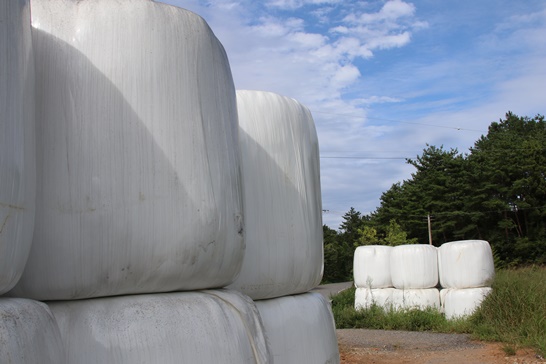 보성군 조사료 경영체 협의회가 구례군에 조사료 220톤 기부했다.