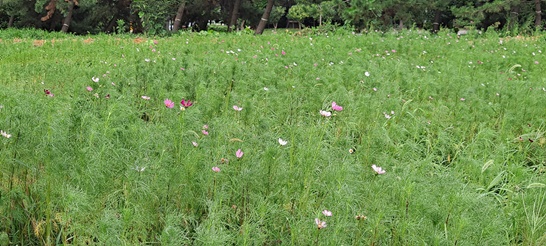 전남 광양시 중마동, 도심 유휴지 4개소에 꽃밭을 조성했다.