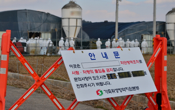 지난 8일 오후 전남 나주시 세지면 한 육용오리농장에서 조류인플루엔자(AI) 항원이 검출돼 방역당국 관계자들이 살처분 작업을 준비하고 있다. [뉴시스]