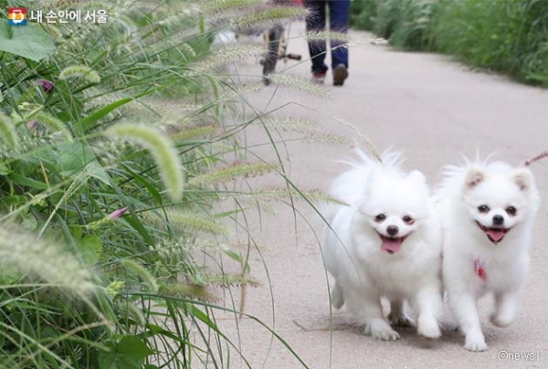 산책하고 있는 강아지 모습 (사진 출처=내 손안에 서울)