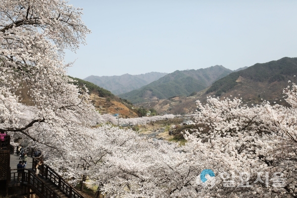 ‘한국의 아름다운 길 100선’에 오른 십리벚꽃 길 © 하동군 제공
