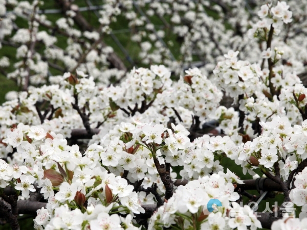 하동읍 만지 배 밭 거리의 하얀 배꽃 © 하동군 제공