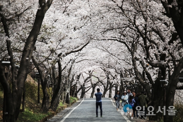 하늘이 보이지 않을 정도로 벚꽃구름 터널 © 하동군 제공