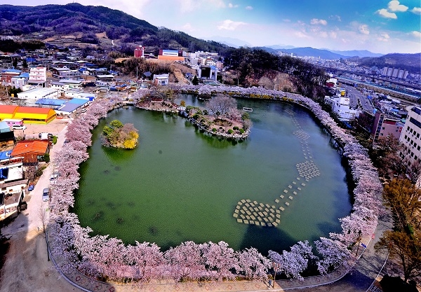 김천 연화지 벚꽃.
