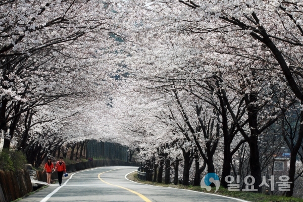 벚꽃터널 © 하동군 제공
