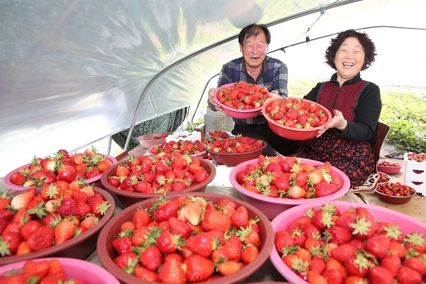 김수남, 전정순 농가 부부가 신도임금딸기(품종 설향)를 들고 활짝 웃고 있다.